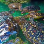 Zanzibar: Swim with turtles at Nungwi - The Experience from Previous Visitors