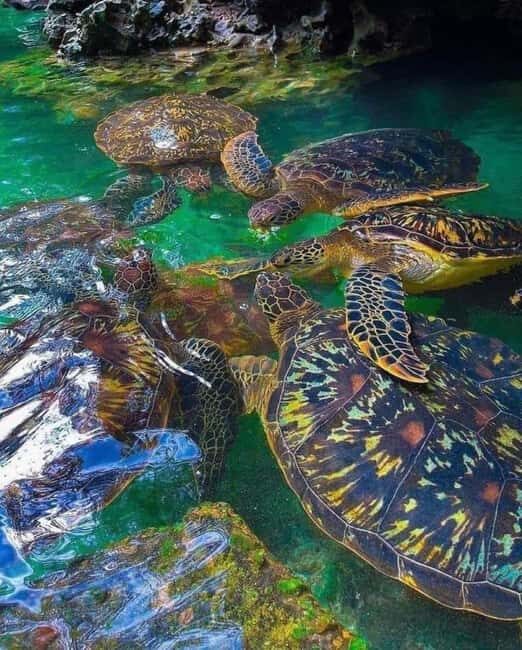 Zanzibar: Swim with turtles at Nungwi - The Experience from Previous Visitors