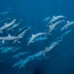 Zanzibar Swimming with Dolphins and snorkeling - Authentic Experiences and Guide Insights