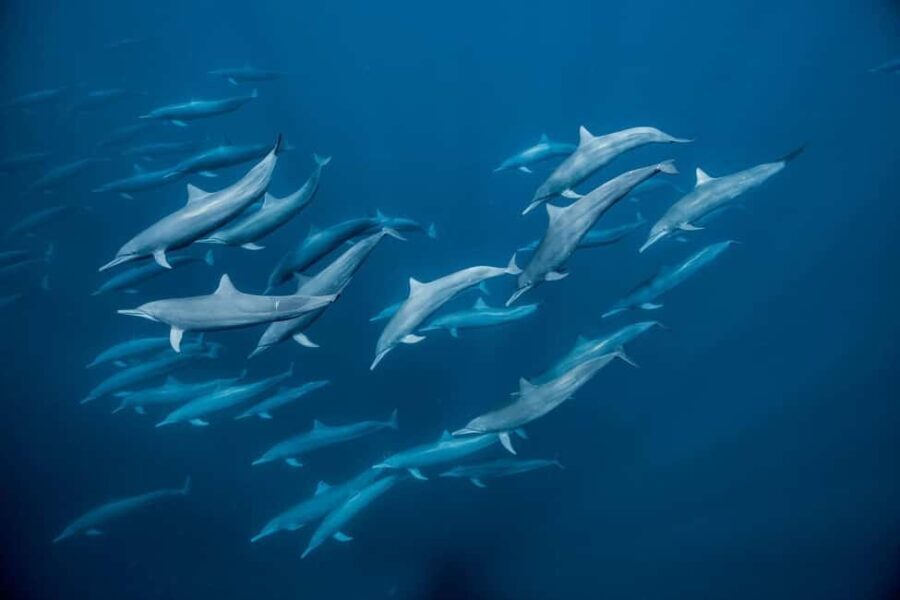 Zanzibar Swimming with Dolphins and snorkeling - Authentic Experiences and Guide Insights