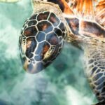 zanzibar swimming with sea turles and dolphins in kizimkazi - Exploring the Tour Experience in Detail
