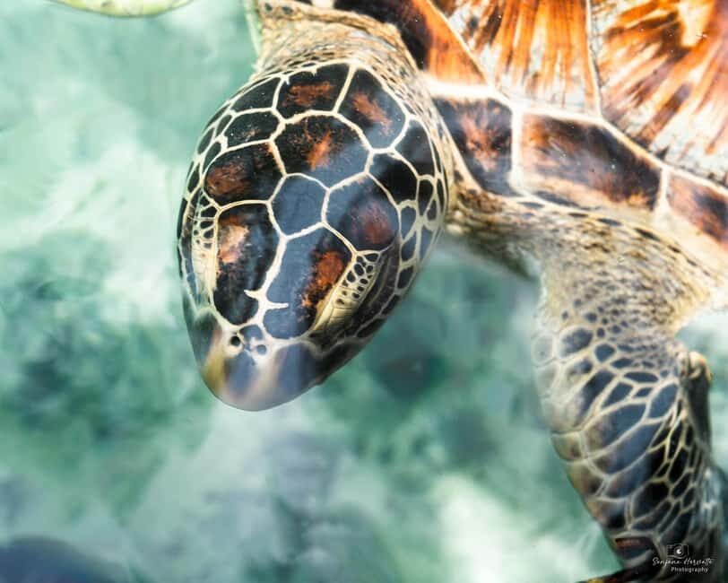 zanzibar swimming with sea turles and dolphins in kizimkazi - Exploring the Tour Experience in Detail