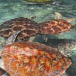 ZANZIBAR : Swimming with sea turtle at kizimkazi - Authentic Experiences & Real Traveler Insights