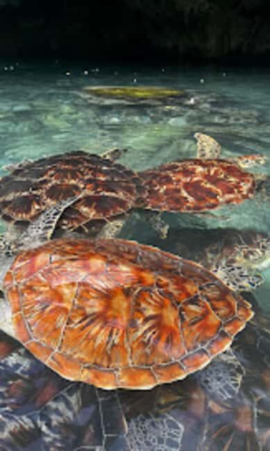 ZANZIBAR : Swimming with sea turtle at kizimkazi - Authentic Experiences & Real Traveler Insights