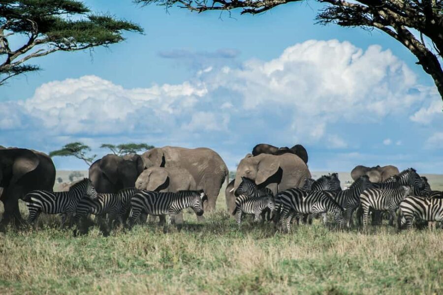 Zanzibar: Tarangire and Ngorongoro 3-Day Safari - Exploring the Itinerary in Detail