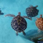 Zanzibar: The Rock, Paje Beach, Jozani Forest, Salaam Cave - FAQs