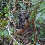 Zanzibar: The Rock Restaurant & Jozani Forest - A Day in Zanzibar: Wildlife and Ocean Views