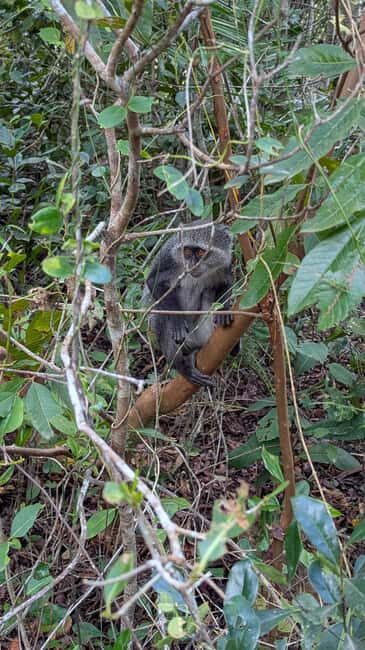Zanzibar: The Rock Restaurant & Jozani Forest - A Day in Zanzibar: Wildlife and Ocean Views