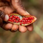 Zanzibar: The Ultimate Spice Farm Experience - What to Keep in Mind