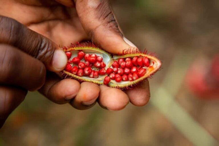 Zanzibar: The Ultimate Spice Farm Experience - What to Keep in Mind
