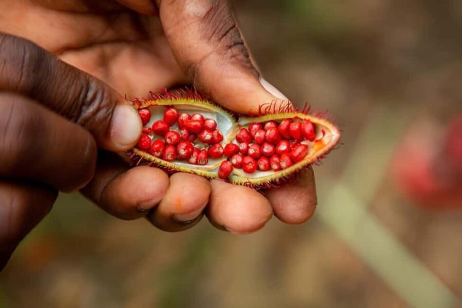 Zanzibar: The Ultimate Spice Farm Experience - What to Keep in Mind