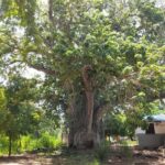 Zanzibar: Tumbatu Island Authentic Cultural Tour - What’s Included and Whats Not