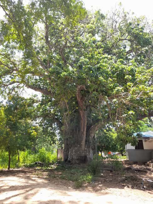Zanzibar: Tumbatu Island Authentic Cultural Tour - What’s Included and Whats Not