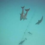 ZANZIBAR:Hakuna matata Dolphin Swim & Snorkel (Lunch Option) - An Authentic Marine Adventure in Zanzibar