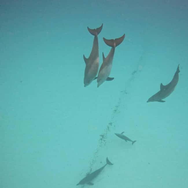 ZANZIBAR:Hakuna matata Dolphin Swim & Snorkel (Lunch Option) - An Authentic Marine Adventure in Zanzibar