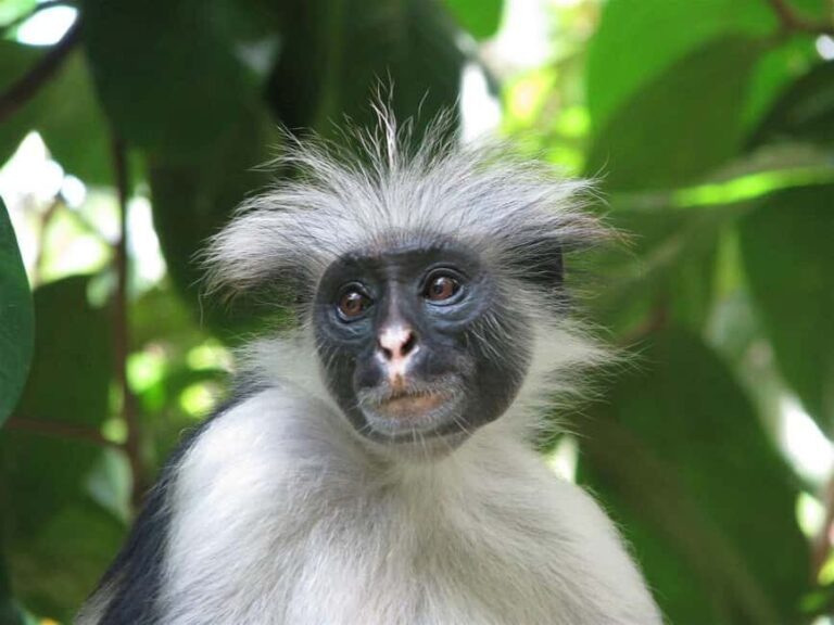 ZANZIBAR:Jozani Forest and Paje beach day trip - Authentic Experiences and Insights from Reviewers