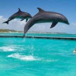 ZANZIBAR:Mnemba island, Baraka aquarium and Kendwa beach - Visiting Kendwa Beach and Baraka Aquarium