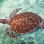 ZANZIBAR:Mnemba island, Baraka aquarium and stone town - Why We Think This Tour Offers Good Value