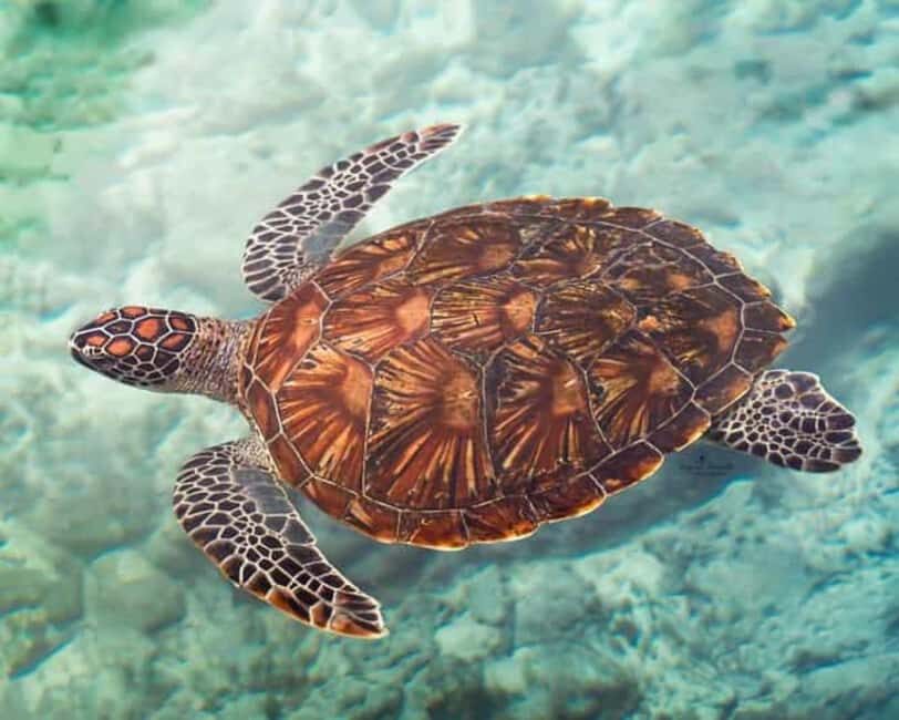 ZANZIBAR:Mnemba island, Baraka aquarium and stone town - Why We Think This Tour Offers Good Value