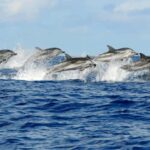Zanzibar:Mnemba Island Full Day, Live Aquarium Turtle House - What to Expect from the Day