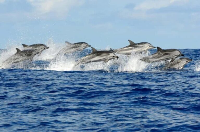 Zanzibar:Mnemba Island Full Day, Live Aquarium Turtle House - What to Expect from the Day