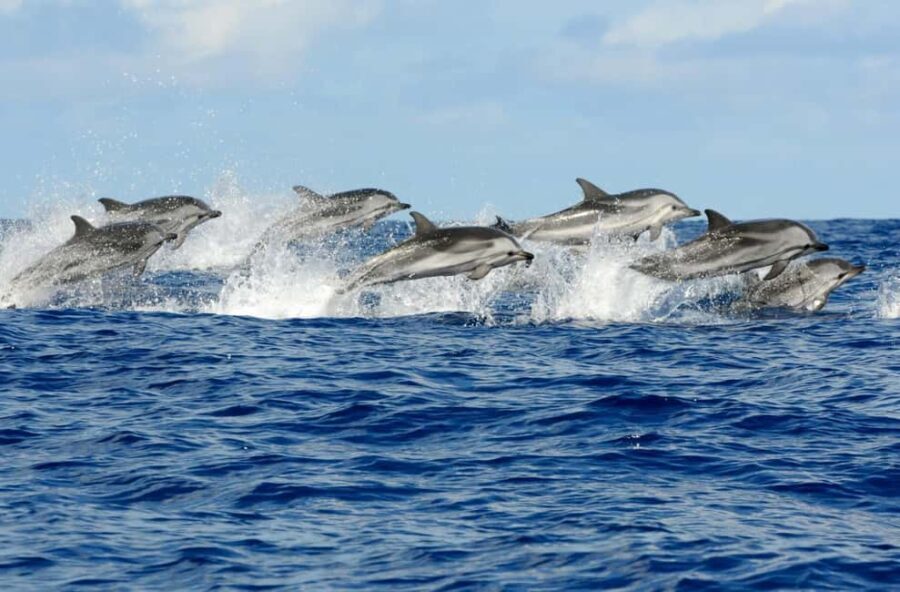Zanzibar:Mnemba Island Full Day, Live Aquarium Turtle House - What to Expect from the Day