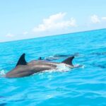 Zanzibar:Mnemba Snorkeling, red colorbus monkey & Stone Town - Practical Details and Tips