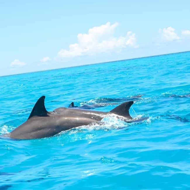 Zanzibar:Mnemba Snorkeling, red colorbus monkey & Stone Town - Practical Details and Tips