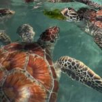 Zanzibar:Swimming with turtles in salaam cave - The Sum Up