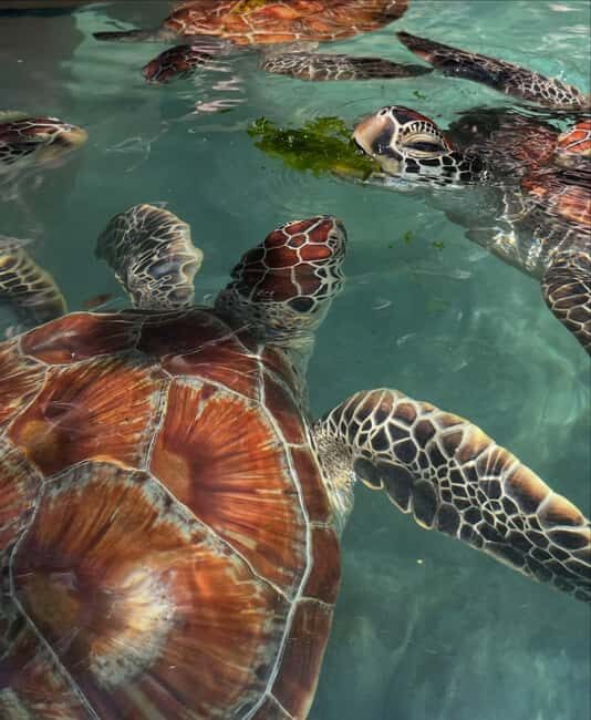 Zanzibar:Swimming with turtles in salaam cave - The Sum Up