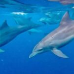 Zanzimaldives: Mnemba Dolphins, Zoo, Sea Turtles & The Rock - Practical Details and Tips