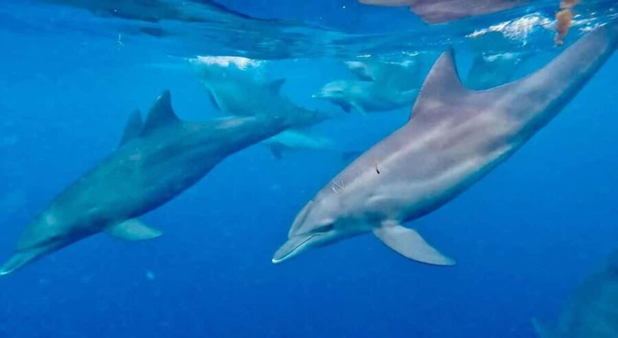 Zanzimaldives: Mnemba Dolphins, Zoo, Sea Turtles & The Rock - Practical Details and Tips