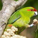 Zealandia by Day Tour - Practical Details and Value