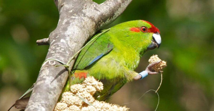 Zealandia by Day Tour - Practical Details and Value
