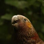 Zealandia by Night Tour - What the Reviews Say