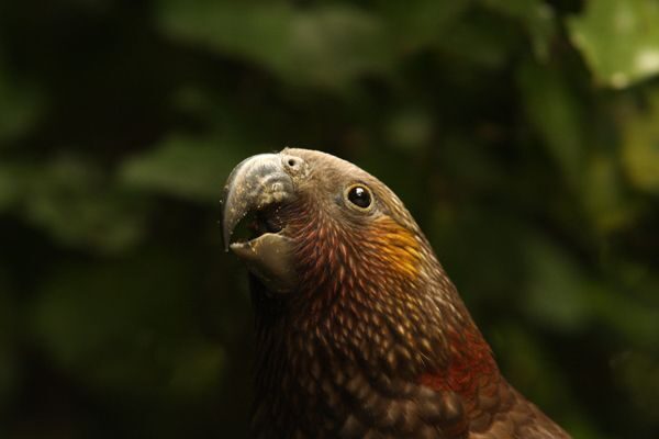 Zealandia by Night Tour - What the Reviews Say