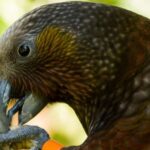 Zealandia Twilight Ecosanctuary Tour - What to Expect from the Zealandia Twilight Ecosanctuary Tour
