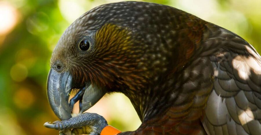 Zealandia Twilight Ecosanctuary Tour - What to Expect from the Zealandia Twilight Ecosanctuary Tour