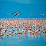 Zebra Plains budget safari tour - What You Can Expect at Each Park