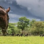 Zimbabwe: 5-Day Horseback Safari - The Sum Up