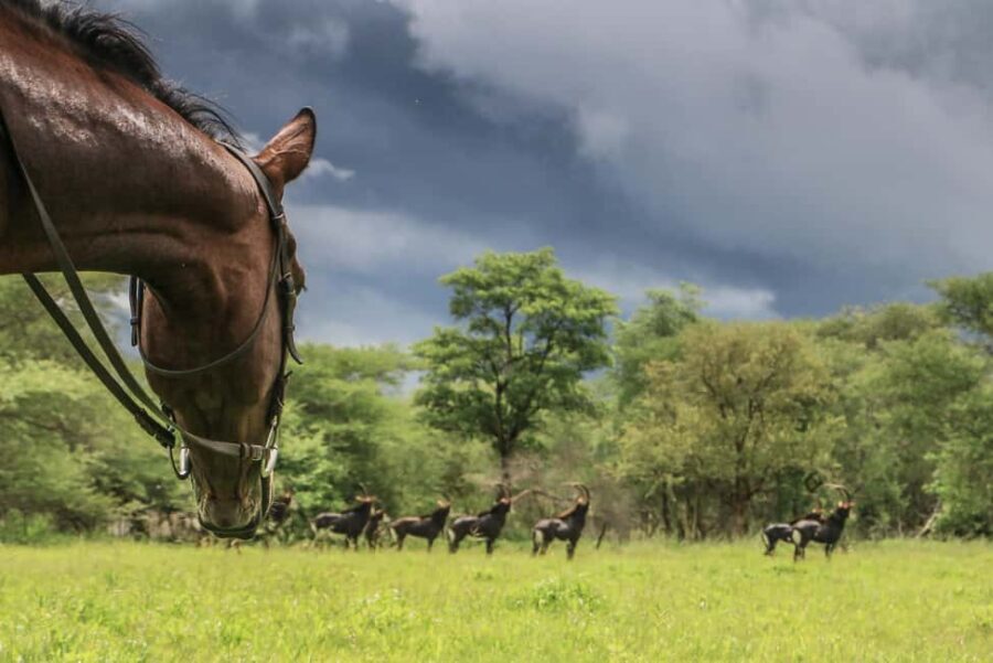 Zimbabwe: 5-Day Horseback Safari - The Sum Up