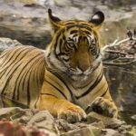 03 Days Private Wildlife Ranthambore Tiger Tour from Jaipur - What’s Included and What’s Not