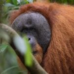 1 Day Ethical Jungle Trek in Bukit Lawang at Sumatra - What’s Included and What’s Not?