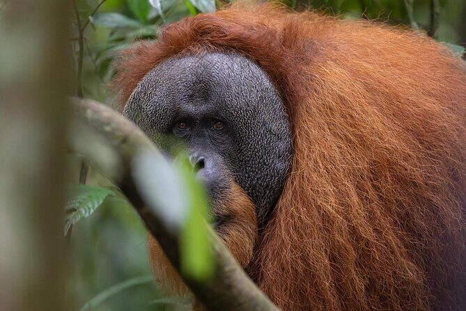 1 Day Ethical Jungle Trek in Bukit Lawang at Sumatra - What’s Included and What’s Not?