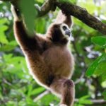 1 Day Ethical Jungle Trekking - The Wildlife and Cultural Experience