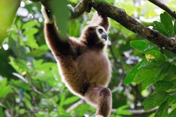 1 Day Ethical Jungle Trekking - The Wildlife and Cultural Experience