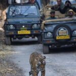 1 Night 2 Days Ranthambhore WildLife Tour From Jaipur - Exploring Ranthambore National Park