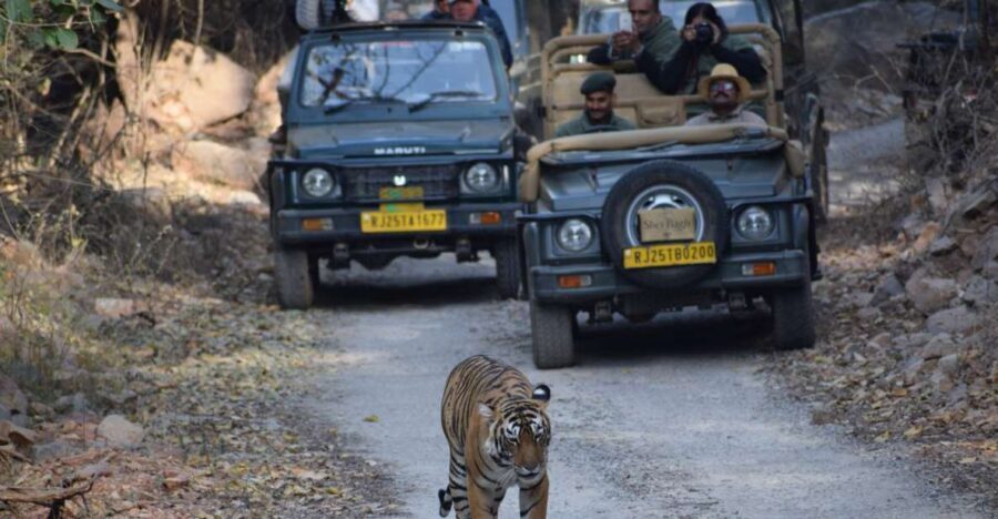 1 Night 2 Days Ranthambhore WildLife Tour From Jaipur - Exploring Ranthambore National Park