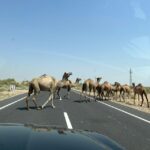 1 night 2 days Thar Desert Experience Jaisalmer - Day 2: Sunrise & Return
