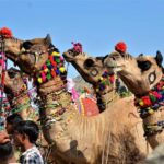 10 Days Rajasthan & Golden Triangle with Tiger Safari Tour - Value & Price: Is It Worth It?